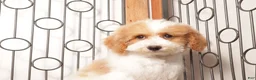 Bichpoo dogs for sale: May - Ad 4