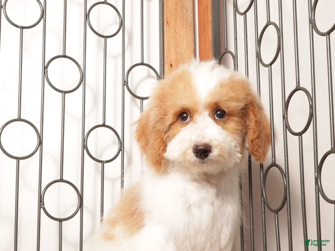 Bichpoo dogs for sale: May - Ad 4
