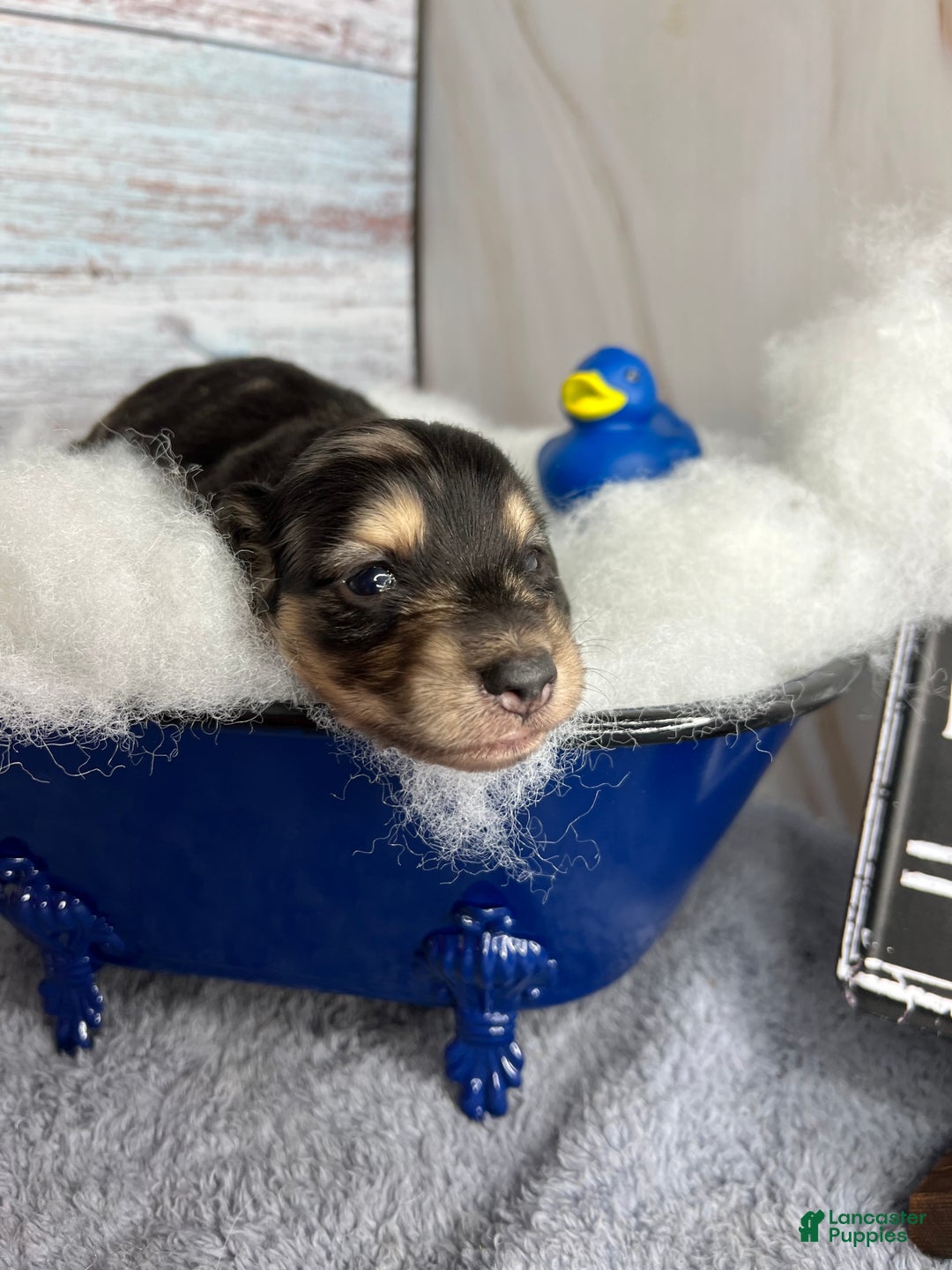 Miniature Dachshund dogs for sale: Black and cream dapple - South african - Ad 11