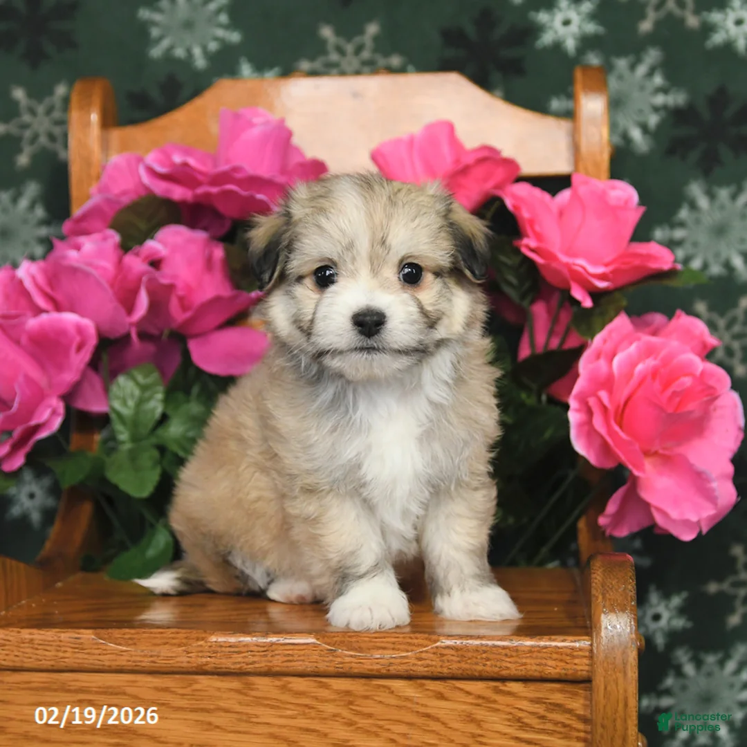 Mixed Breed dogs for sale: Tucker - Ad 1