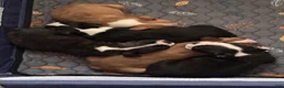 Boston Terrier dogs for sale: Boston Terrier 6 - Ad 5