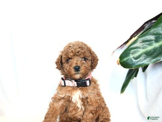 Miniature Poodle dogs - Ad 26