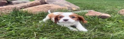 Cavalier King Charles Spaniel dogs for sale: Leo - Ad 3