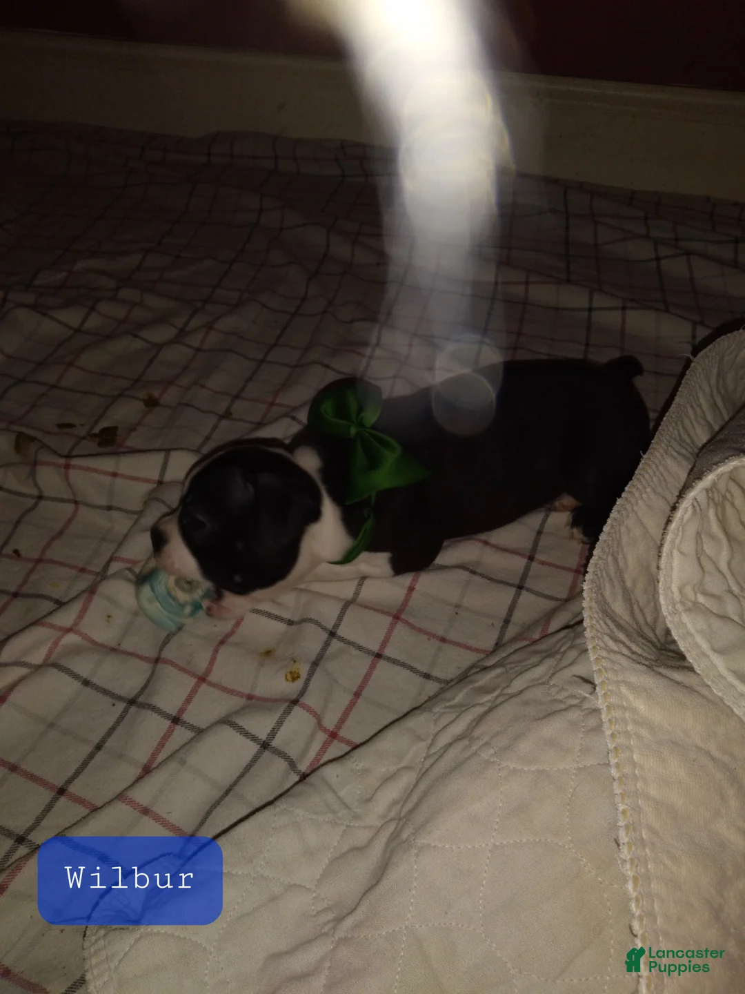 Boston Terrier dogs for sale: Wilbur Boston Terrier  - Ad 2