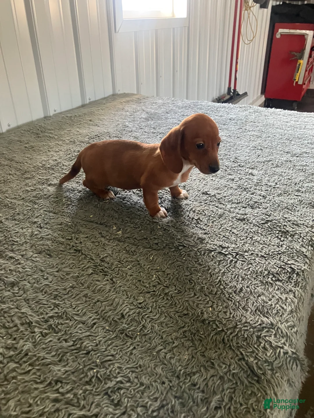 Miniature Dachshund dogs for sale: AKC Katie - Ad 4