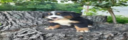 Bernese Mountain Dog dogs for sale: Max - Ad 2