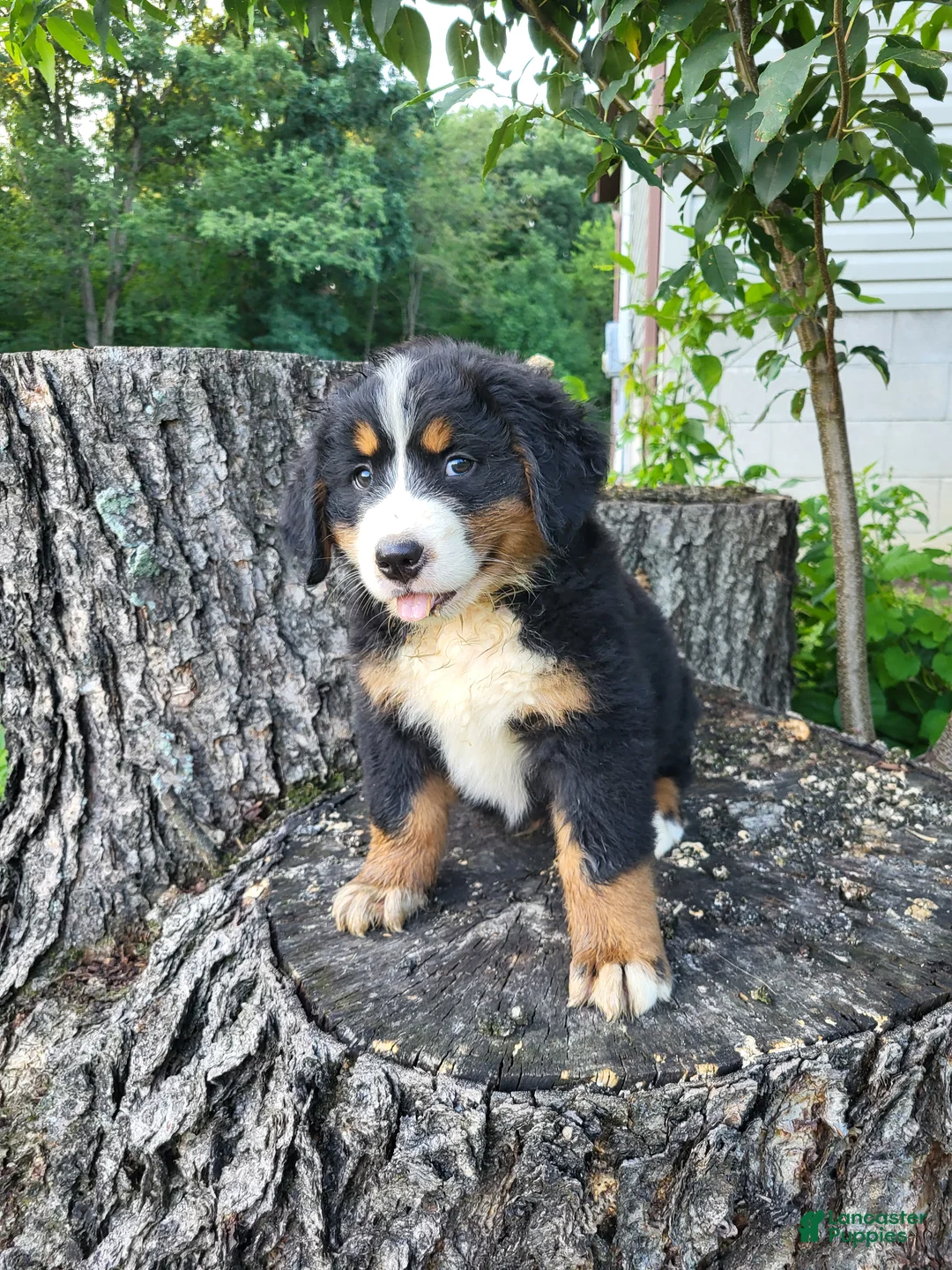Bernese Mountain Dog dogs for sale: Max - Ad 2