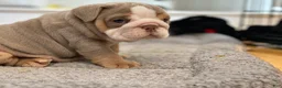 English Bulldog dogs for sale: Aurora - Ad 3