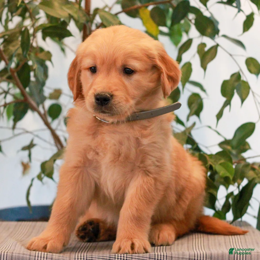 Golden Retriever dogs for sale: Parker  - Ad 2