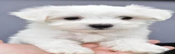 Maltese dogs for sale: Charlie - Ad 6