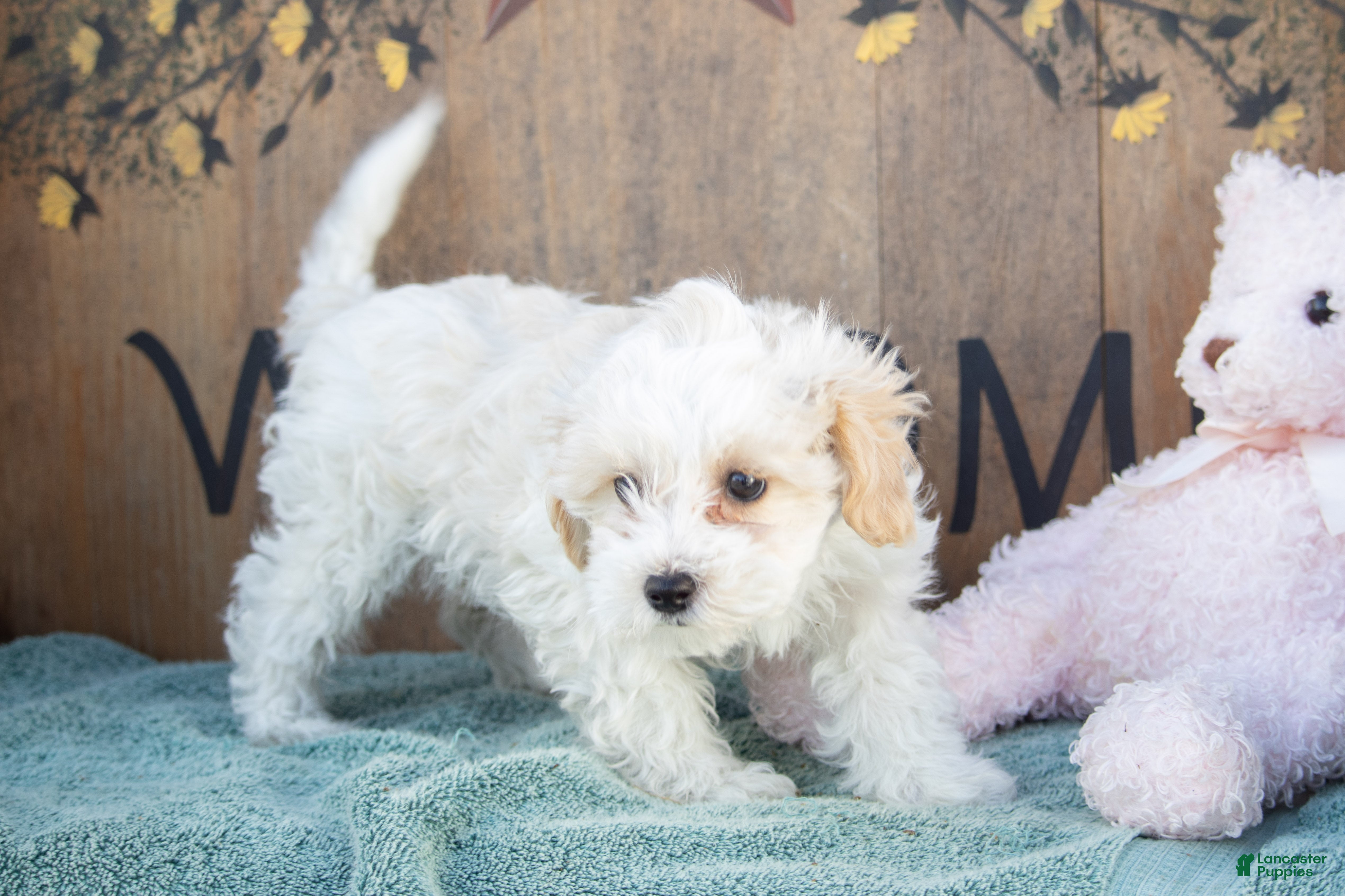 Maltipoo dogs Maltipoo Puppy 1 - Ad 1