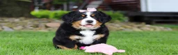 Bernese Mountain Dog dogs for sale: Sadie - Ad 6