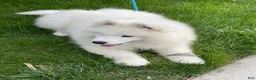 Samoyed dogs for sale: Leo - Ad 4