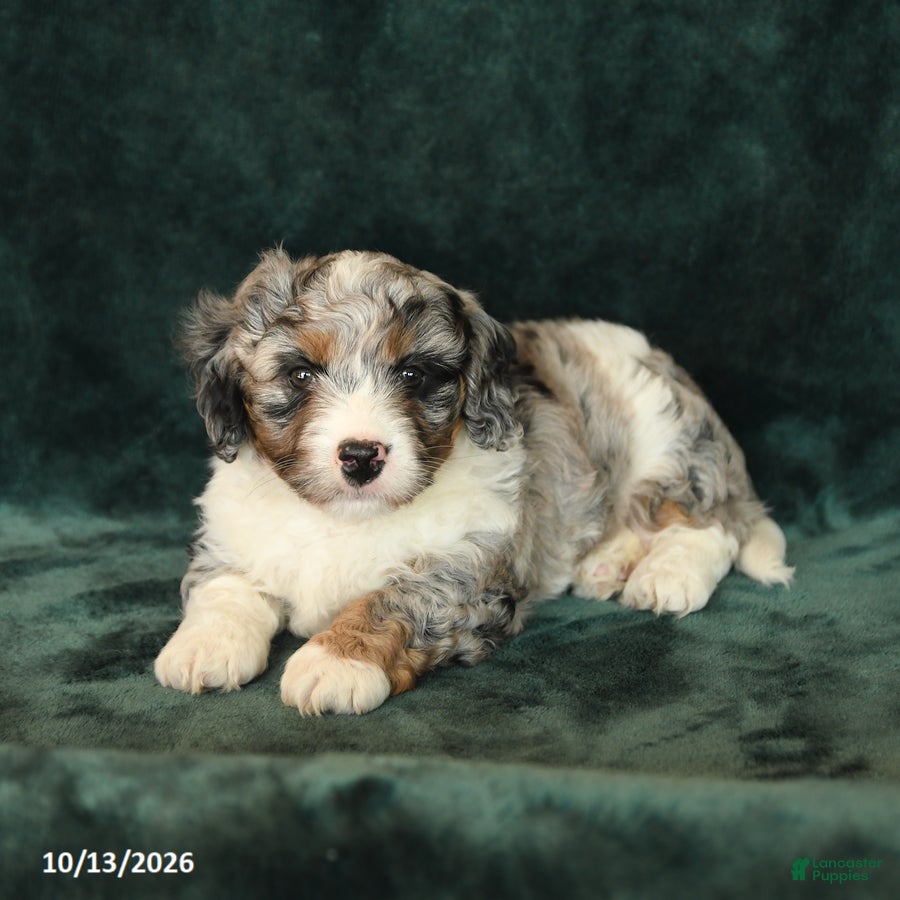 Mini Bernedoodle dogs Zander - Ad 2