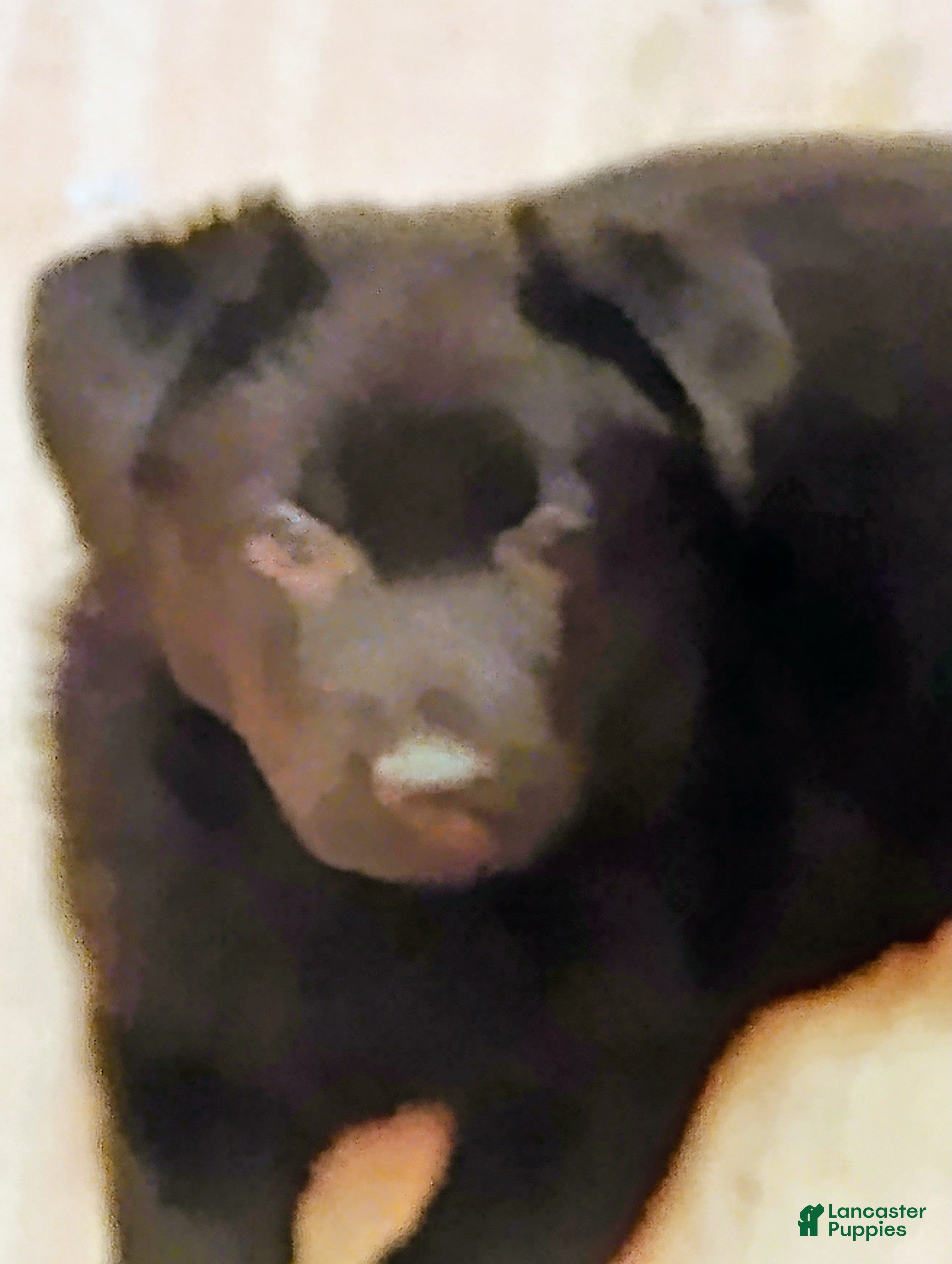 German Shepherd dogs German Shepherd Puppy 1 - Ad 9