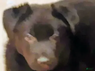 German Shepherd dogs German Shepherd Puppy 1 - Ad 9