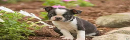 Boston Terrier dogs for sale: Blossom Boston Terrier  - Ad 3