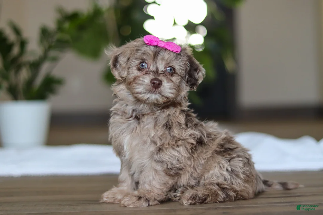 Havapoo dogs for sale: Coral - Ad 2