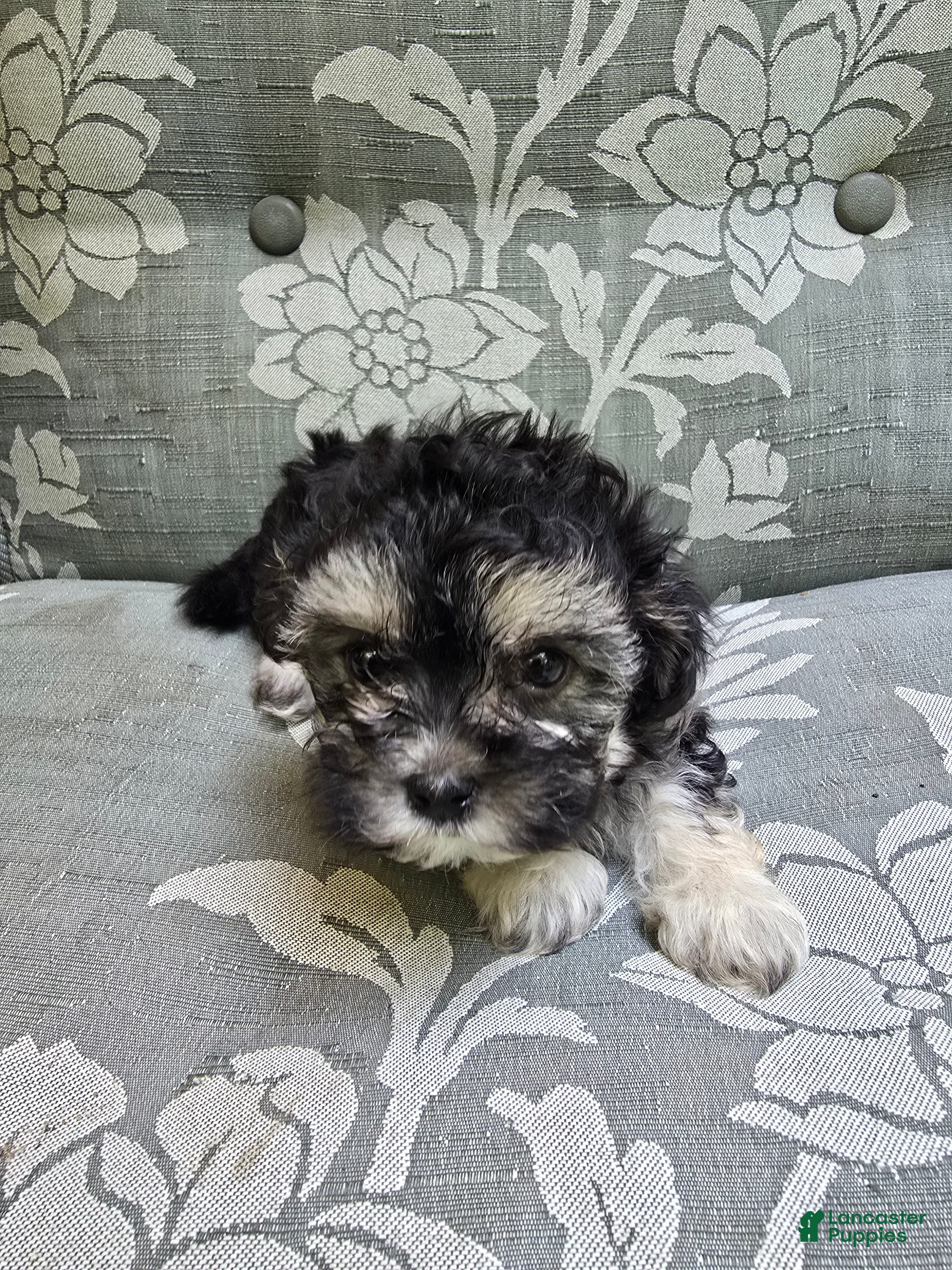 Maltipoo dogs Maltipoo Puppy 3 - Ad 1
