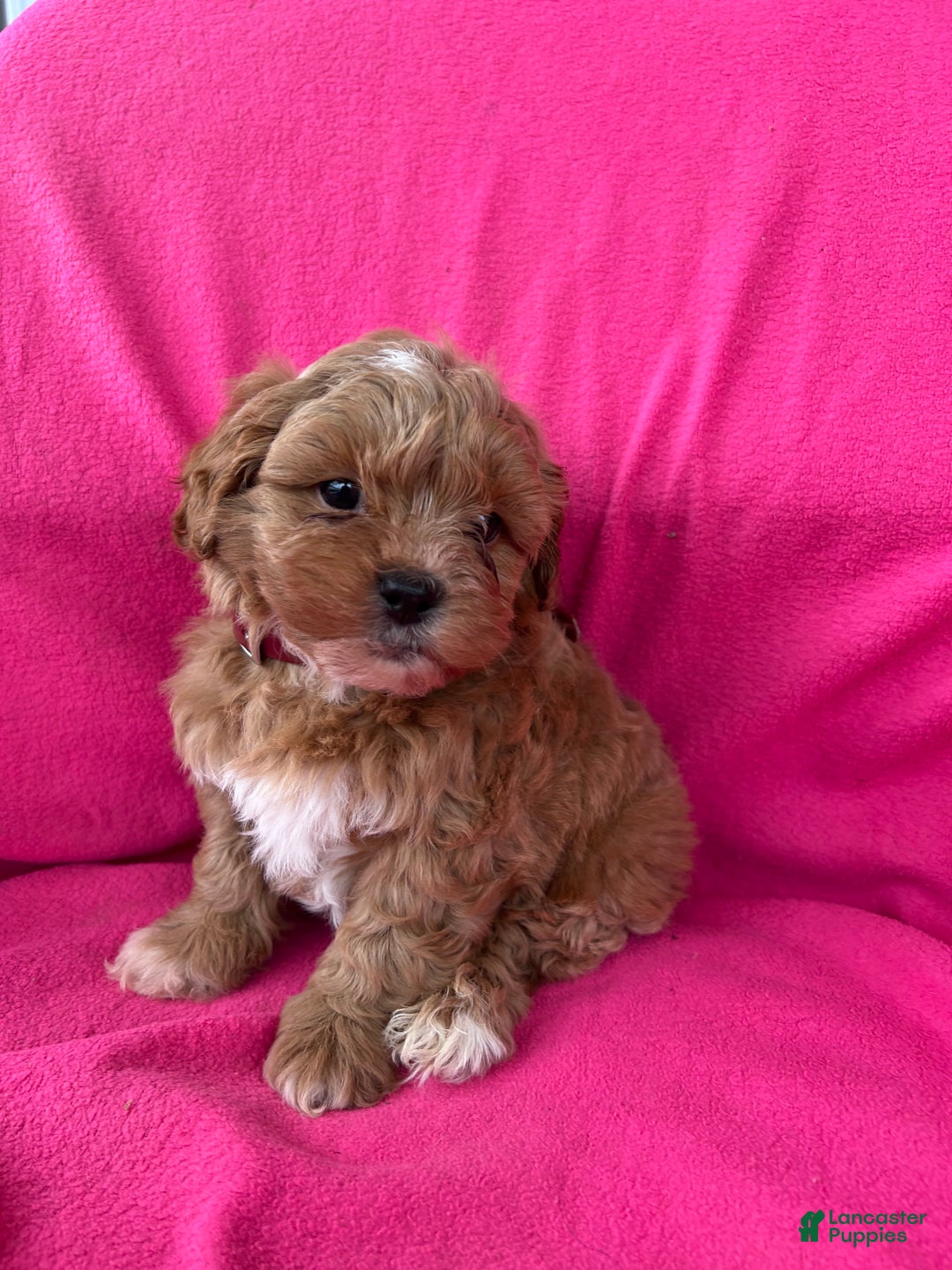 Shihpoo dogs for sale: MARLIE - Ad 7