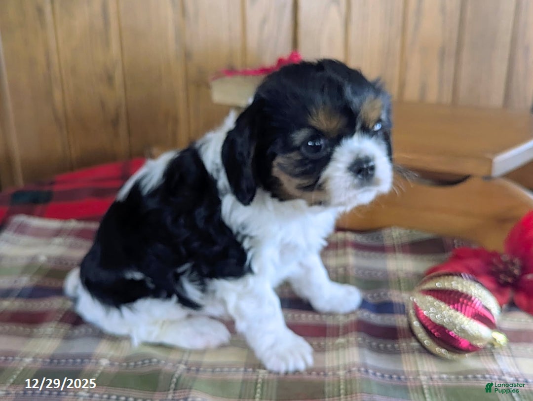 Cavalier King Charles Spaniel dogs for sale: Jake - Ad 2