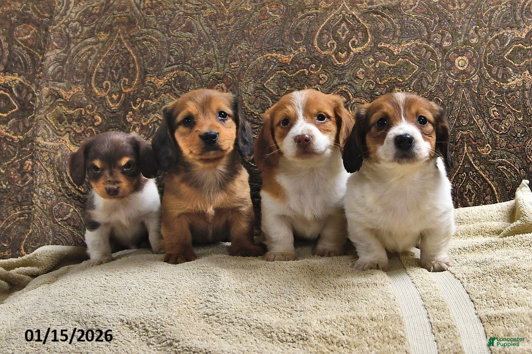 Miniature Dachshund dogs for sale: Rusty - Ad 5