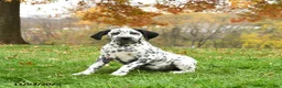Dalmatian dogs for sale: Colt - Ad 1
