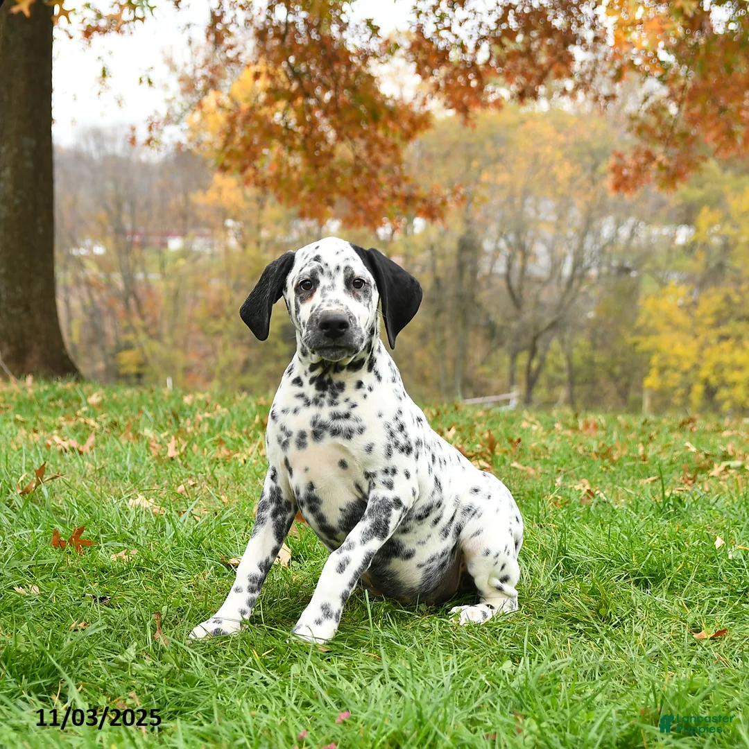 Dalmatian dogs for sale: Colt - Ad 1