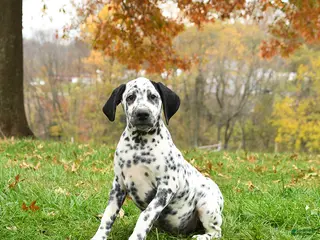 Dalmatian dogs Colt - Ad 3