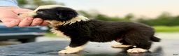 Border Collie dogs for sale: Sombyr - Ad 3