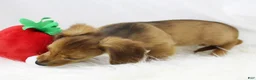 Dachshund dogs for sale: Candy Lou R 7562 - Ad 7
