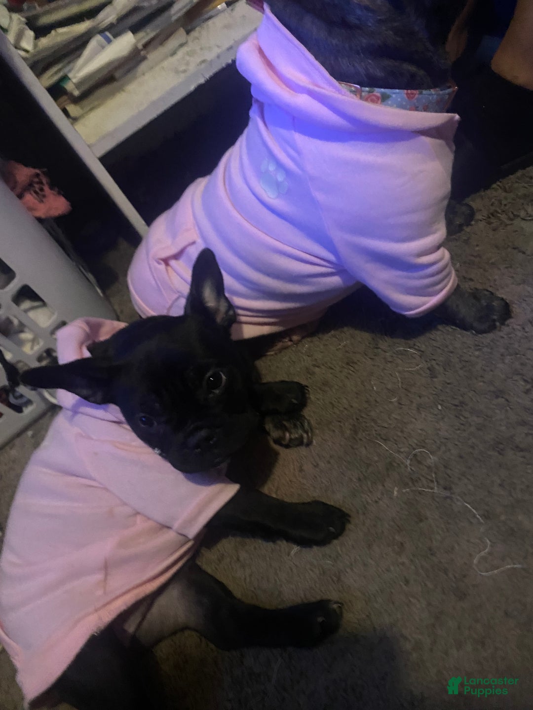 Frenchton dogs for sale: Frenchton Puppy 1 - Ad 2