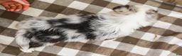 Australian Shepherd dogs for sale: Rover - Ad 8