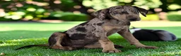 Catahoula Leopard Dog dogs for sale: Tigger 2026 Male 2 - Ad 9