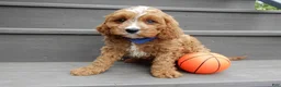 Cavapoo dogs for sale: Scout - Ad 6