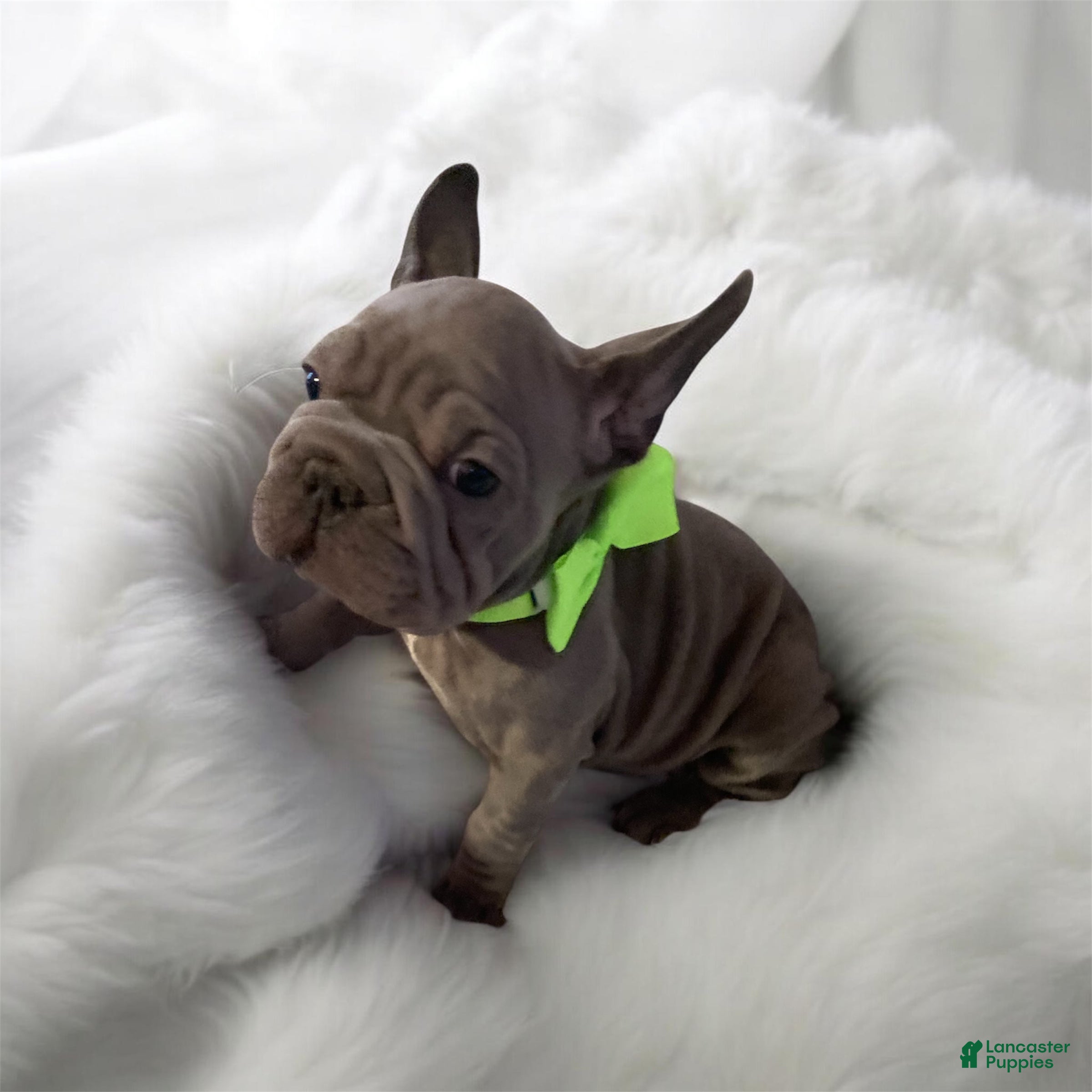 French Bulldog dogs Hercules - Ad 22