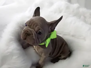 French Bulldog dogs Hercules - Ad 22