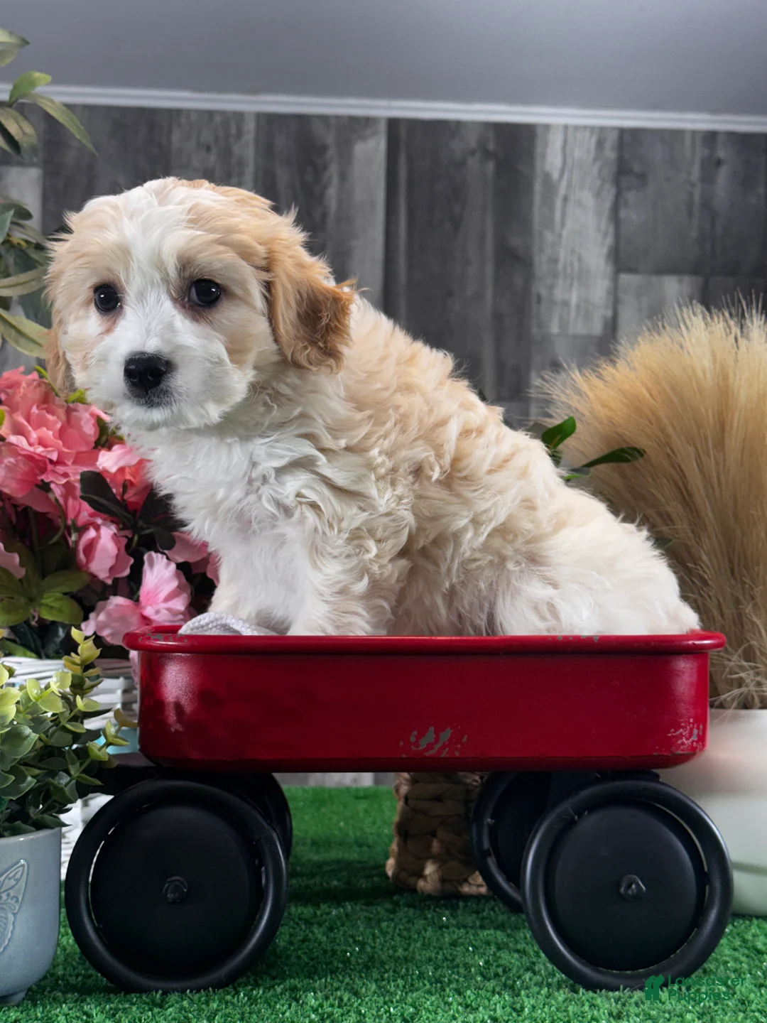 Cavachon dogs for sale: Vance - Ad 5