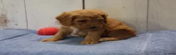 Cockapoo dogs for sale: Barney - Ad 6