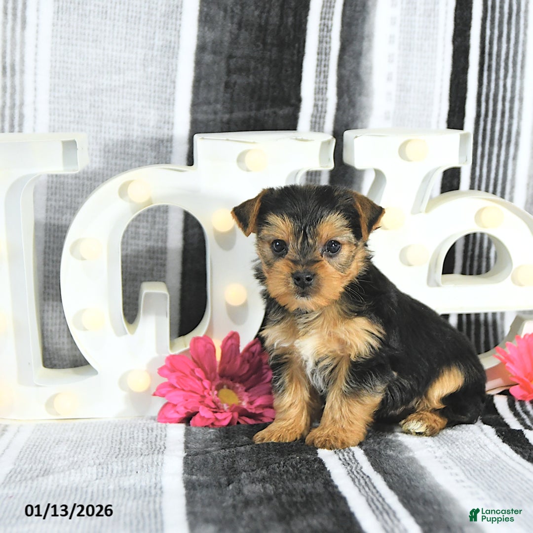 Yorkshire Terrier dogs for sale: Marshall - Ad 5