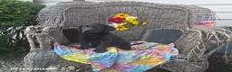 Labrador Retriever dogs for sale: Katrina - Ad 4