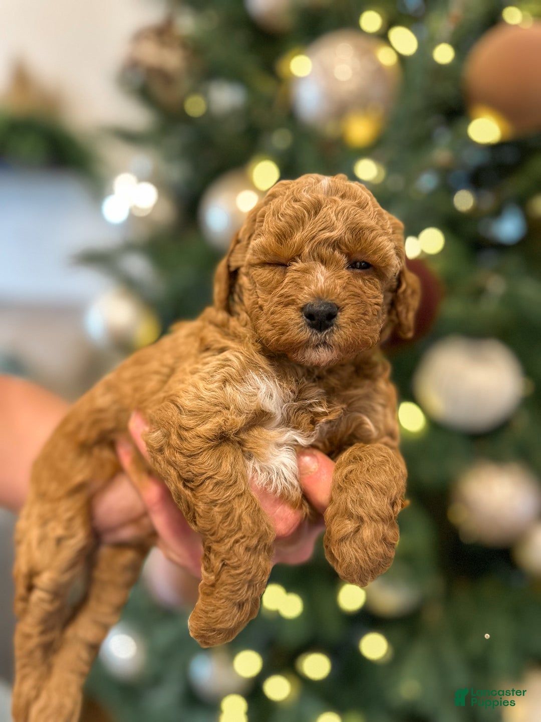 Mini Goldendoodle dogs for sale: Willow - Ad 4