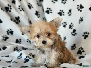 Morkie dogs Norman - Ad 5