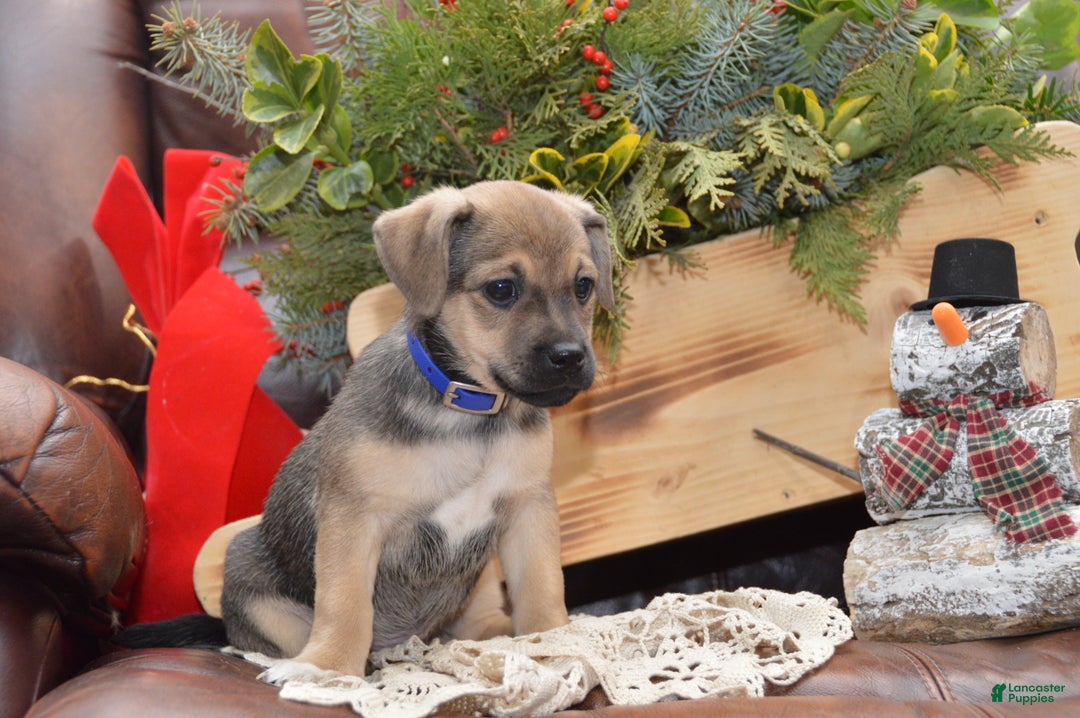 Jug dogs for sale: August - Ad 5