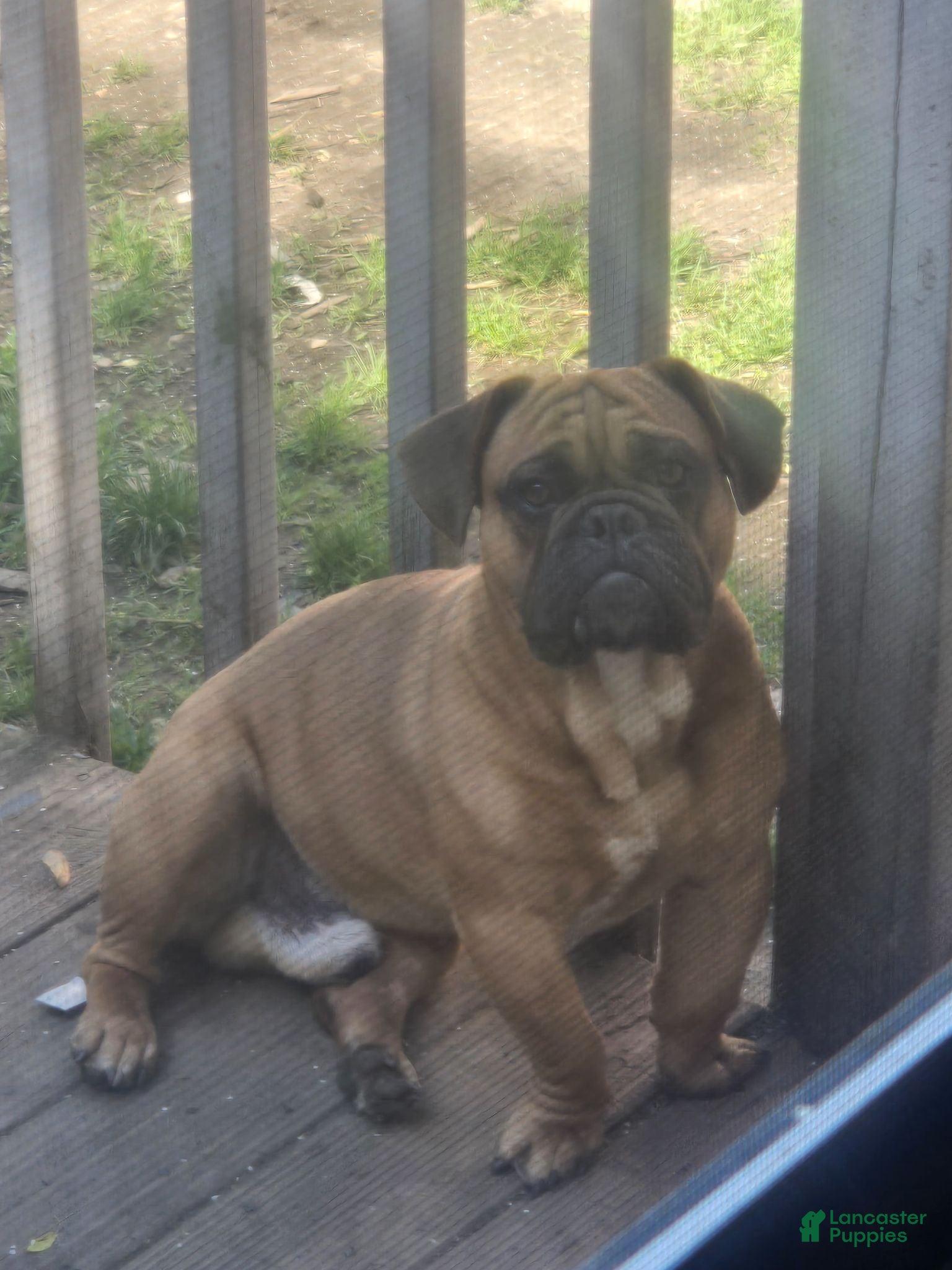 Mixed Breed dogs for sale: Mixed Breed 1 - Ad 4