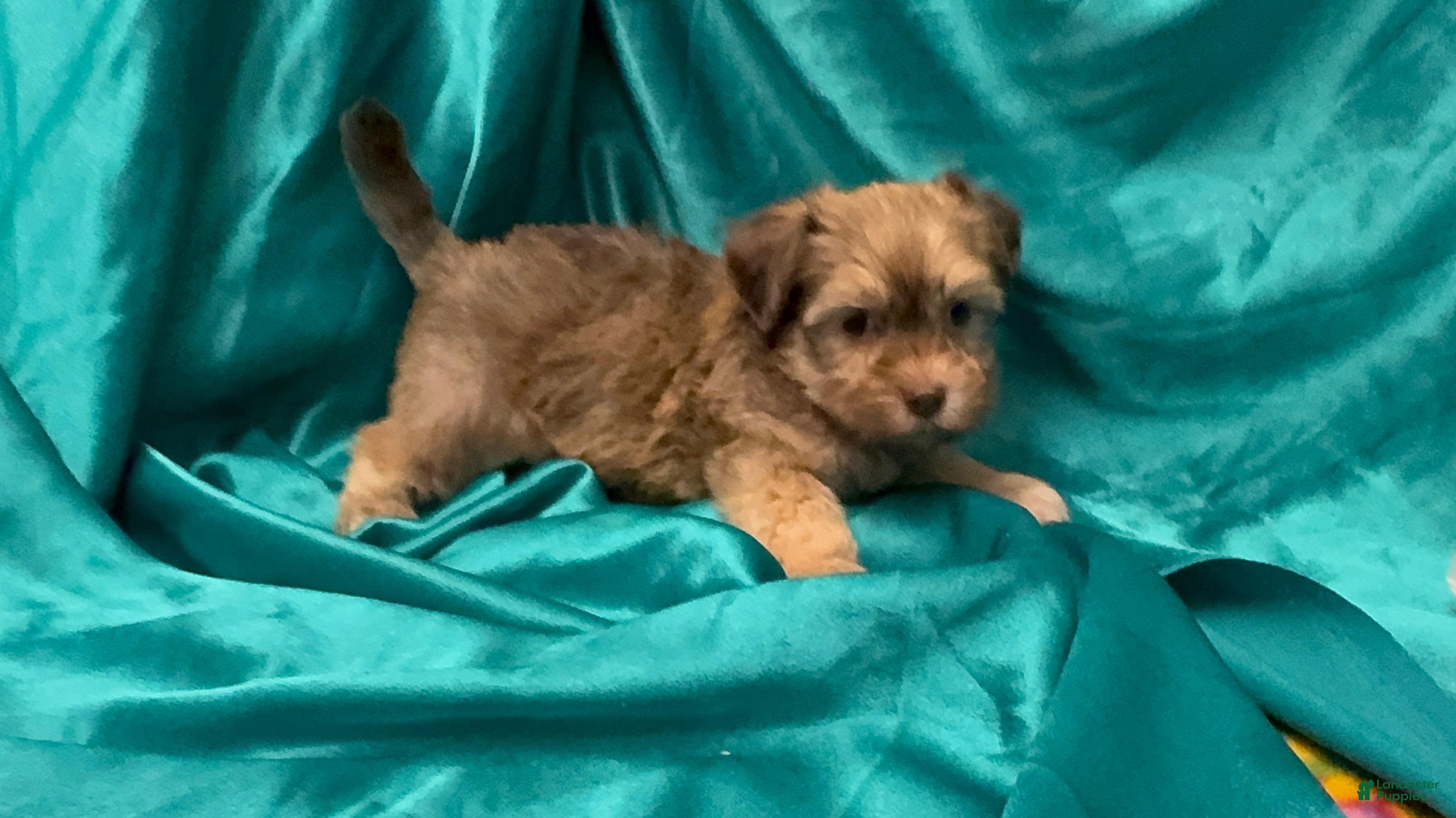 Havanese dogs Mack - Ad 2