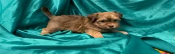 Havanese dogs for sale: Mack - Ad 2