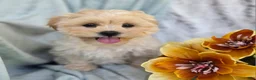 Shihpoo dogs for sale: Marshmallow - Ad 11