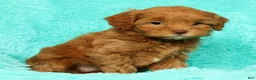 Cavapoo dogs for sale: Lilly - Ad 7