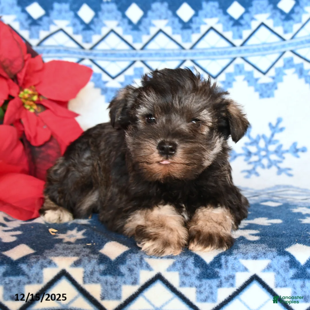 Miniature Schnauzer dogs for sale: Otto - Ad 3